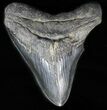 Bargain, Black, Fossil Megalodon Tooth #57453-1